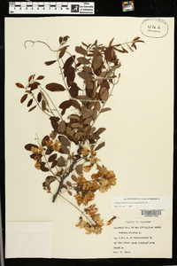 Robinia hispida var. nana image