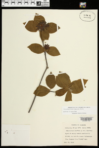 Calycanthus floridus image