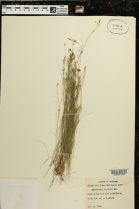 Rhynchospora rariflora image