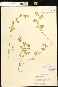 Medicago polymorpha image