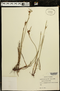 Scleria ciliata image