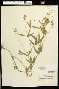 Orbexilum pedunculatum var. pedunculatum image