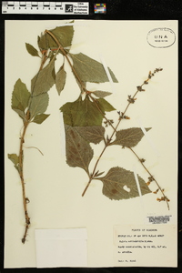 Salvia urticifolia image