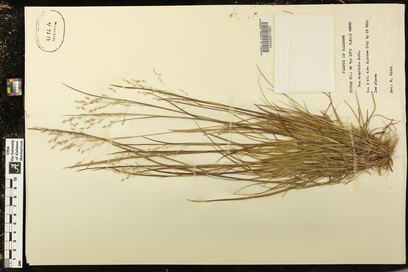 Poa cuspidata image