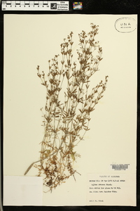 Galium obtusum image