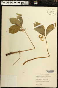 Trillium catesbaei image