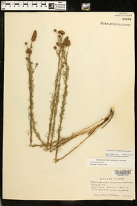 Dalea purpurea var. purpurea image