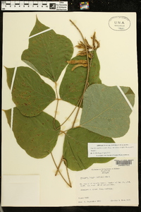 Pueraria montana var. lobata image