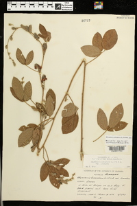 Rhynchosia tomentosa image