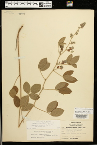 Rhynchosia tomentosa image
