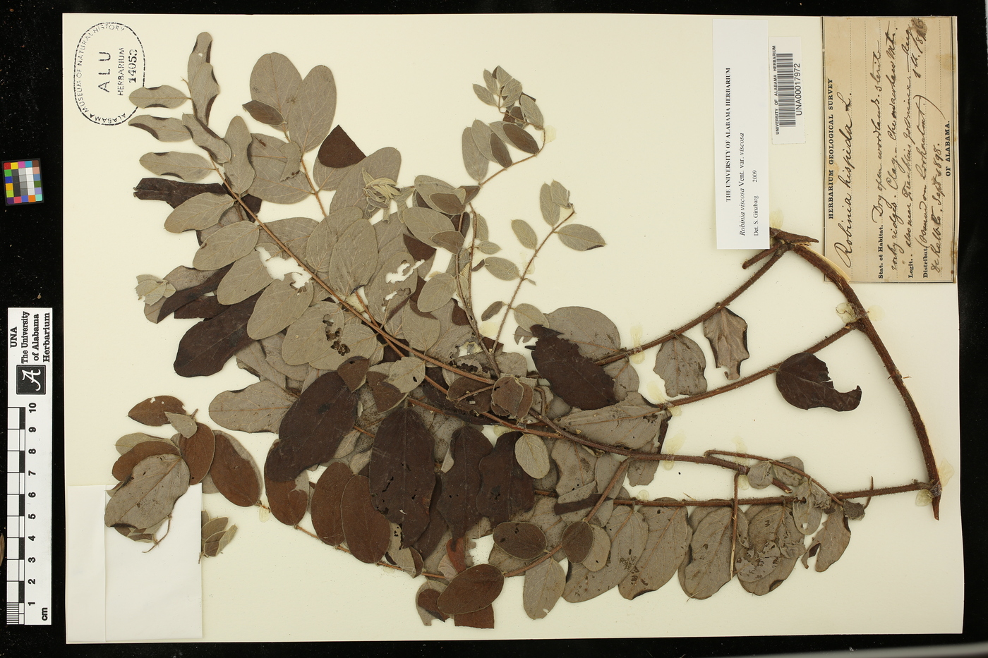 Robinia viscosa var. viscosa image