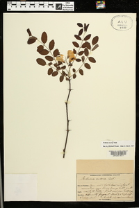 Robinia viscosa image