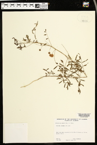 Mimosa microphylla image