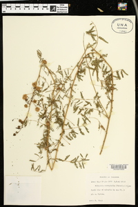 Mimosa microphylla image