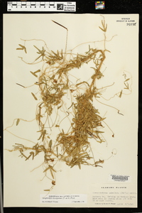 Strophostyles leiosperma image