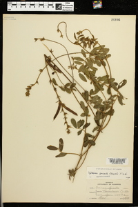 Tephrosia spicata image