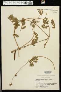 Tephrosia spicata image