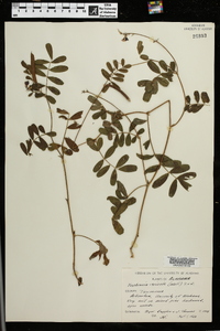 Tephrosia spicata image