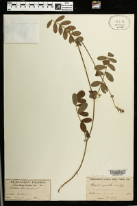 Tephrosia spicata image