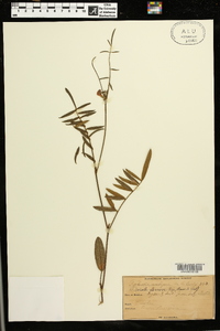 Tephrosia spicata image