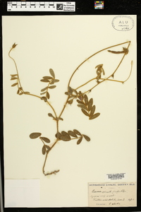 Tephrosia spicata image