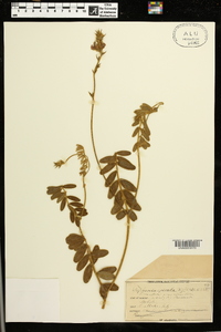 Tephrosia spicata image