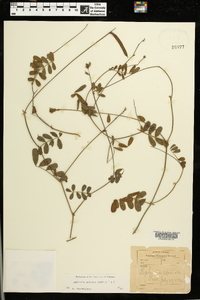 Tephrosia spicata image