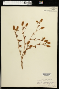 Trifolium arvense image