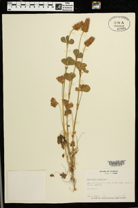 Trifolium incarnatum image