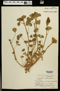 Trifolium incarnatum image