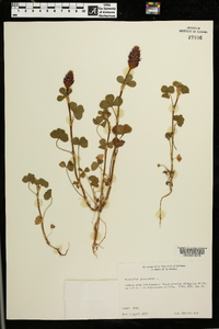 Trifolium incarnatum image