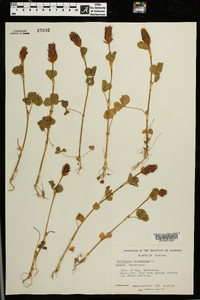 Trifolium incarnatum image