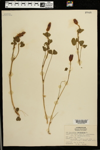 Trifolium incarnatum image