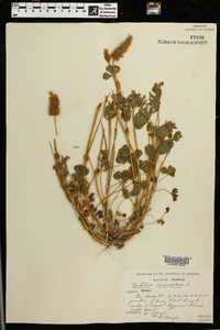 Trifolium incarnatum image