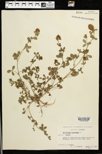 Trifolium lappaceum image