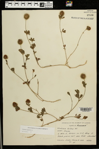 Trifolium lappaceum image