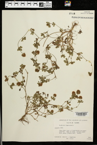 Trifolium lappaceum image