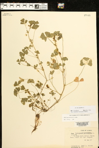 Medicago arabica image