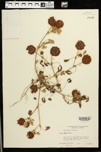 Trifolium reflexum image