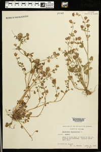 Trifolium resupinatum image