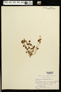 Trifolium resupinatum image