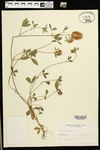 Trifolium vesiculosum image