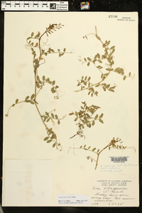 Vicia ludoviciana image