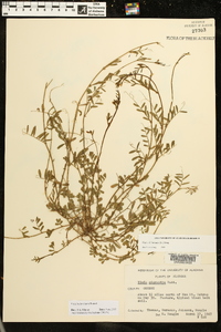 Vicia ludoviciana image