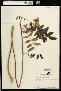 Wisteria frutescens image