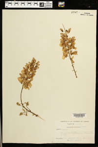 Wisteria sinensis image