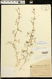 Vicia tetrasperma image