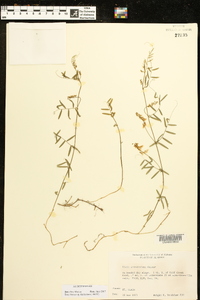 Vicia caroliniana image