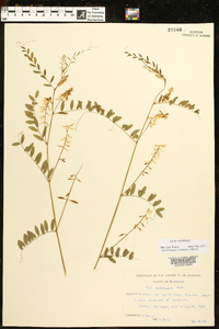 Vicia caroliniana image