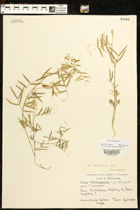 Vicia caroliniana image